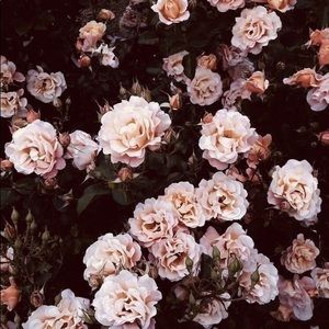 Meet your Posher, Bianca